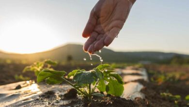 L'arrosage au goutte-à-goutte pour une irrigation des cultures raisonnée.